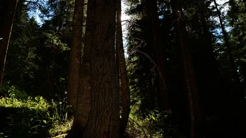 Sunlight streaming through the forest trees Видео 100094221