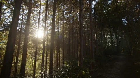 Sunlight Streaming Through Forest Trees Panning Left Along a Mountain Path Stock Footage 319677435