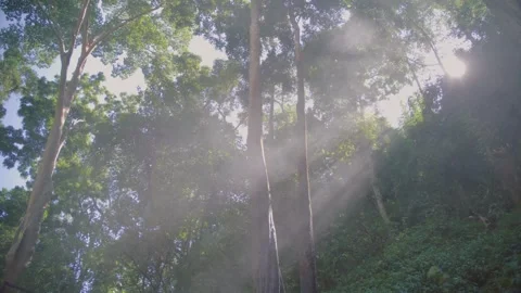 Sunlight Streaming Through Forest Trees in Chiang Rai, Thailand Stock Footage 321387797