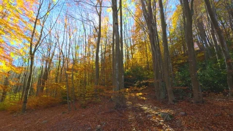 Sunlight streaming through golden autumn forest with falling foliage. Stock-Footage 341254298