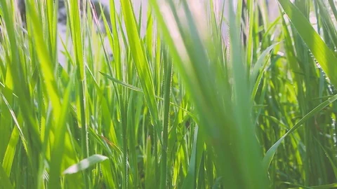 Sunlight streaming through the grass Stock Footage