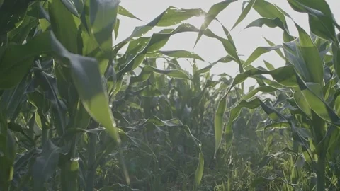 Sunlight Streaming Through Green Corn Leaves in Agricultural Field Stock-Footage 333730585