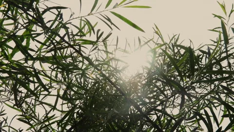 Sunlight streaming through green leaves in nature Stock Footage 317507799