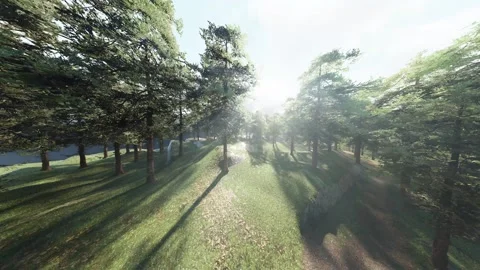 Sunlight streaming through the greenery in the forest clearing. Stock Footage 302790470