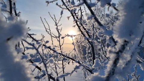 Sunlight streaming through icy tree branches dusted with snow, creating a Stock Footage 327132734