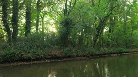 Sunlight streaming through ivy covered trees along quiet riverbank Stock Footage 323604297