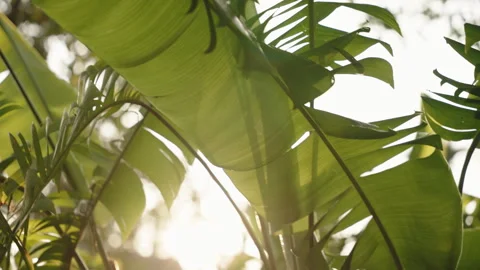 Sunlight Streaming Through Large Green Banana Leaves in Tropical Garden, Bright Stock Footage 327796926