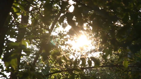The sunlight streaming through the leaves Stock Footage 85684245