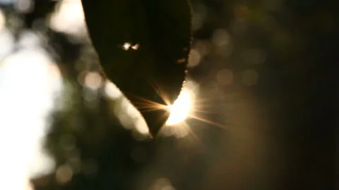 The sunlight streaming through the leaves Stock-Footage 85684271