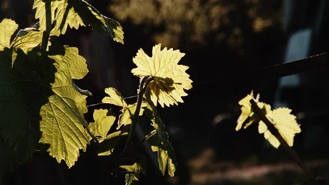 Sunlight streaming through leaves Vídeos de archivo 89544184
