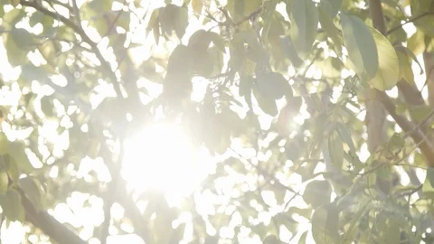 Sunlight streaming through leaves Stock Footage 89552094