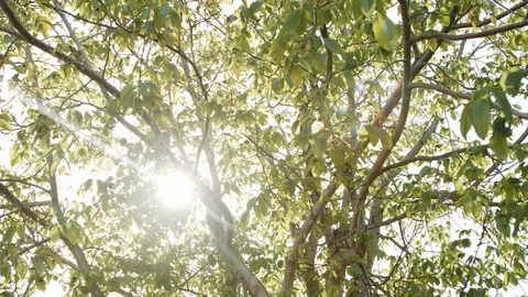 Sunlight streaming through leaves 스톡 동영상 89552230