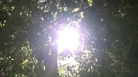 Sunlight streaming through the leaves of a lush green tree Stock Footage 281726020