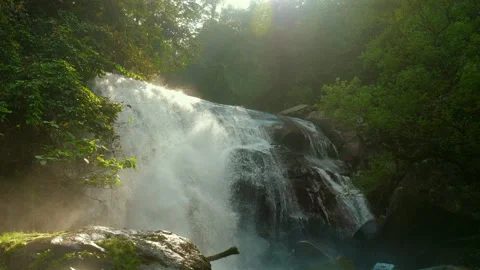 Sunlight streaming through lush forest canopy illuminating majestic Stock-Footage 282198413