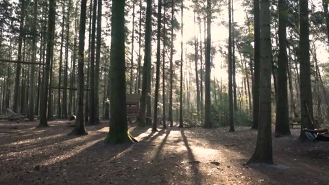 Sunlight streaming through lush forest trees Stock Footage 293082275