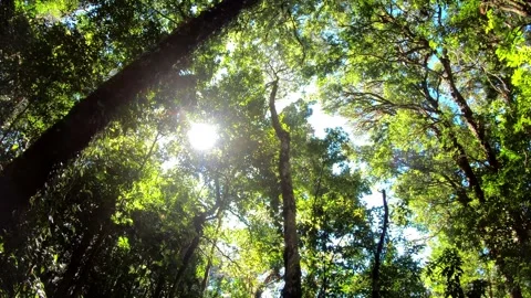 Sunlight Streaming Through Lush Forest Canopy Stock Footage 314995886