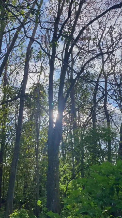 Sunlight streaming through lush forest leaves illuminates a vibrant canopy lands Stock Footage 330585272