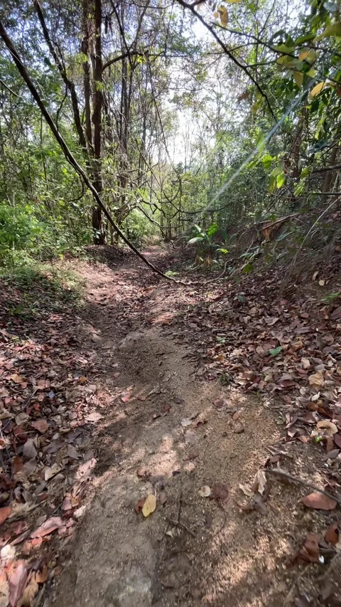 Sunlight streaming through lush forest leaves illuminates a vibrant canopy lands Video stock 330585327