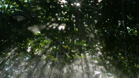 Sunlight streaming through lush green leaves in forest, mystical and Видео 284252229