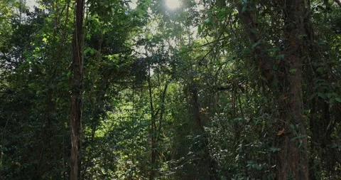 Sunlight streaming through lush green forest canopy. Stock Footage 303817196