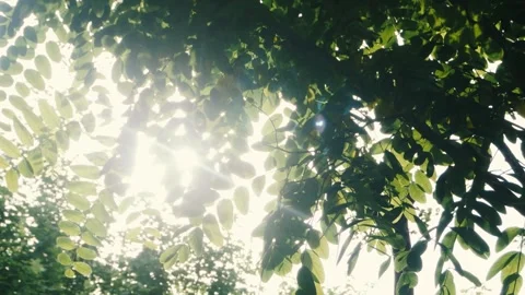 Sunlight Streaming Through a Lush Green Forest in Peaceful Atmosphere Stock Footage 333042382