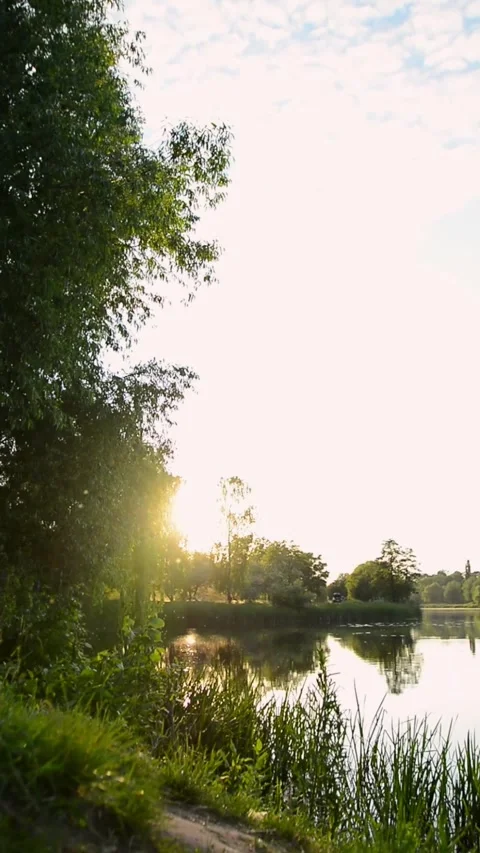 Sunlight streaming through lush green trees over a calm reflective lake. A .. Vidéo 335156537