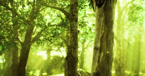 Sunlight streaming through lush green trees in a vibrant forest landscape Stock Illustration