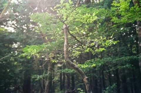 Sunlight Streaming Through a Lush Green Forest Stock Photos