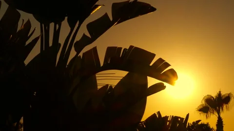 Sunlight streaming through lush tropical foliage at sunset Stock Footage 299657651