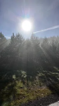 Sunlight streaming through a misty pine forest in Valle de Roncal Stock Photos