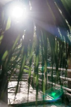 Sunlight streaming through palm leaves onto wooden dock Stock Photos