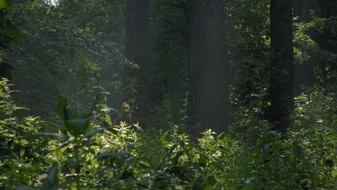 Sunlight Streaming Through a Peaceful Forest - 4K Slow Motion Nature Footage Stock Footage 337472589