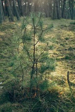 Sunlight Streaming Through Pine Forest Stock Photos