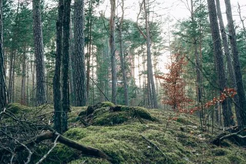 Sunlight Streaming Through Pine Forest - 1 Stock Photos