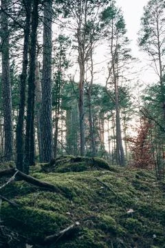 Sunlight Streaming Through Pine Forest - 2 Stock Photos