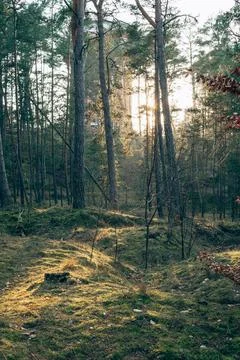 Sunlight Streaming Through Pine Forest - 3 Stock Photos