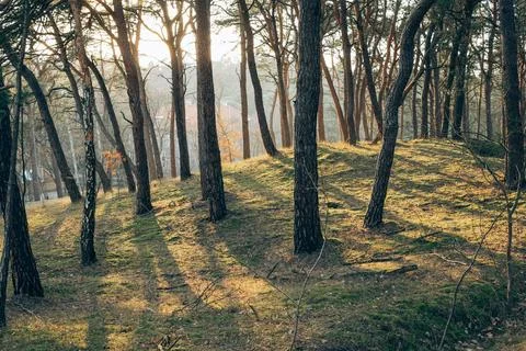 Sunlight Streaming Through Pine Forest - 4 Stock Photos
