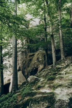 Sunlight Streaming Through Pine Forest - 10 Stock Photos