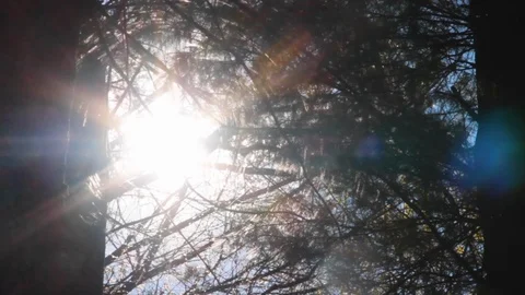 Sunlight Streaming Through Pine Trees Stock Footage 100980997