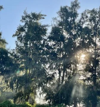 Sunlight Streaming Through Pine Trees in a Serene Morning Forest Stock Photos