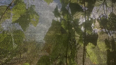 Sunlight Streaming Through a Protective net mesh on vine agriculture field wi Stock Footage 318246288