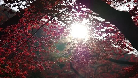 Sunlight Streaming Through Red Leaves Stock Footage 77796404