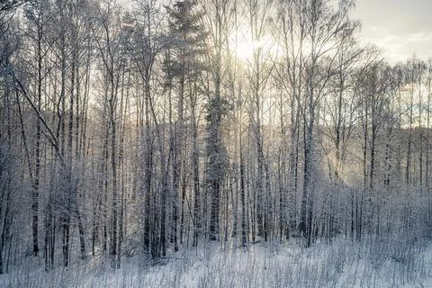 Sunlight streaming through a snowy winter forest creates stunning lens flar.. Stock Photos