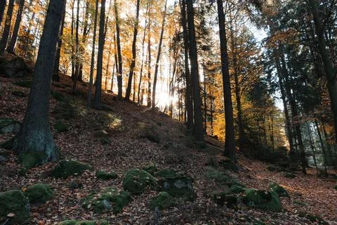 Sunlight streaming through tall forest trees on leaf covered hillside in au.. Stock Photos