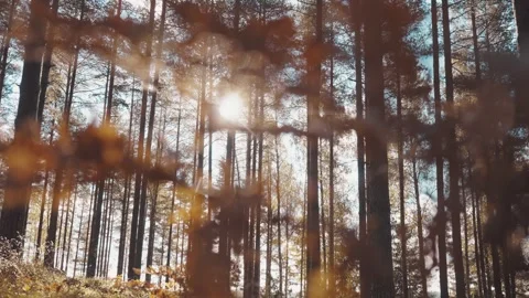 Sunlight streaming through tall pine forest with autumn leaves Stock Footage 318313565