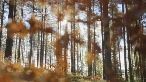 Sunlight streaming through tall pine forest with autumn leaves Stock Footage 344447982