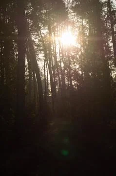 Sunlight streaming through tall pine trees in dense forest creating dramati.. Stock Photos