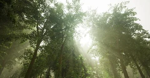 Sunlight streaming through tall trees in a lush green forest Illustrazione stock