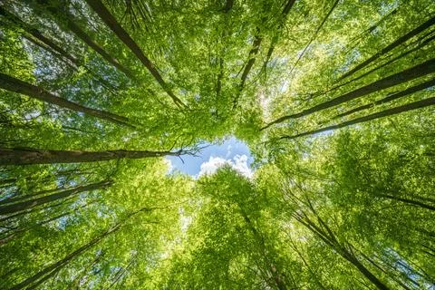 Sunlight streaming through tall trees in a lush, vibrant forest. Perfect for  Stock Photos