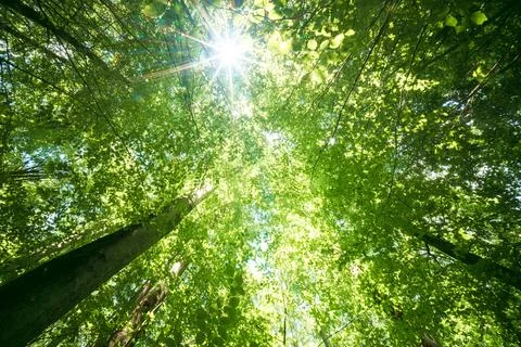 Sunlight streaming through tall trees in a lush, vibrant forest. Perfect for  Stock Photos